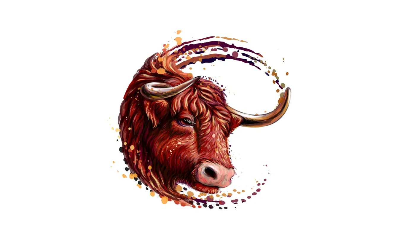 Photo wallpaper color, horns, bull