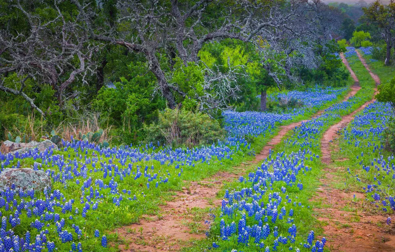 Photo wallpaper road, flowers, spring, USA, Texas, state Park, Texas Lupin, Inks Lake