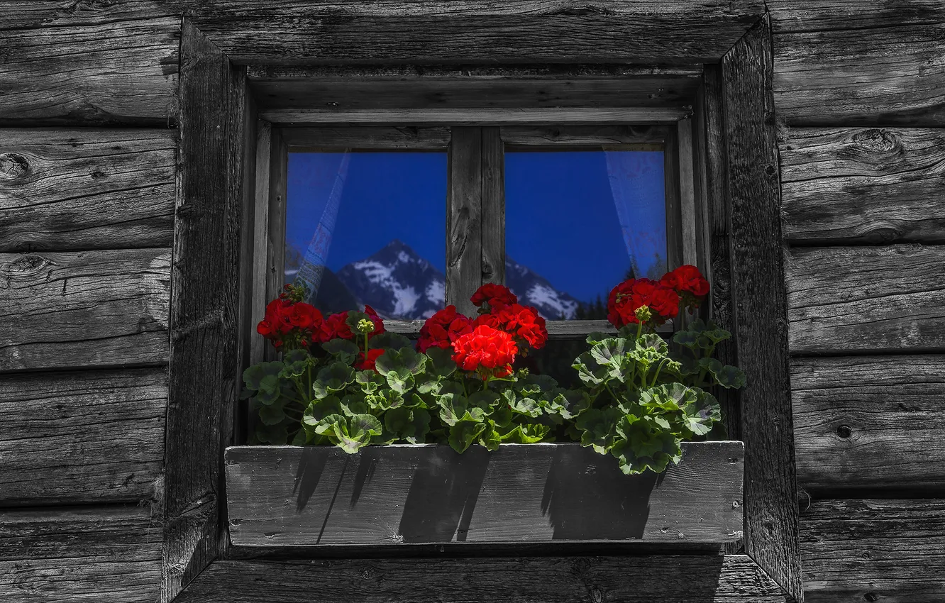 Photo wallpaper flowers, home, window