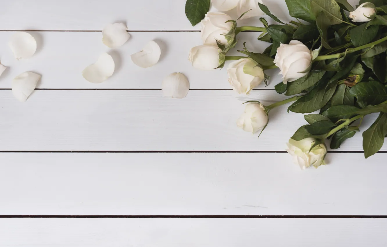 Photo wallpaper flowers, roses, petals, white, white, wood, flowers, petals