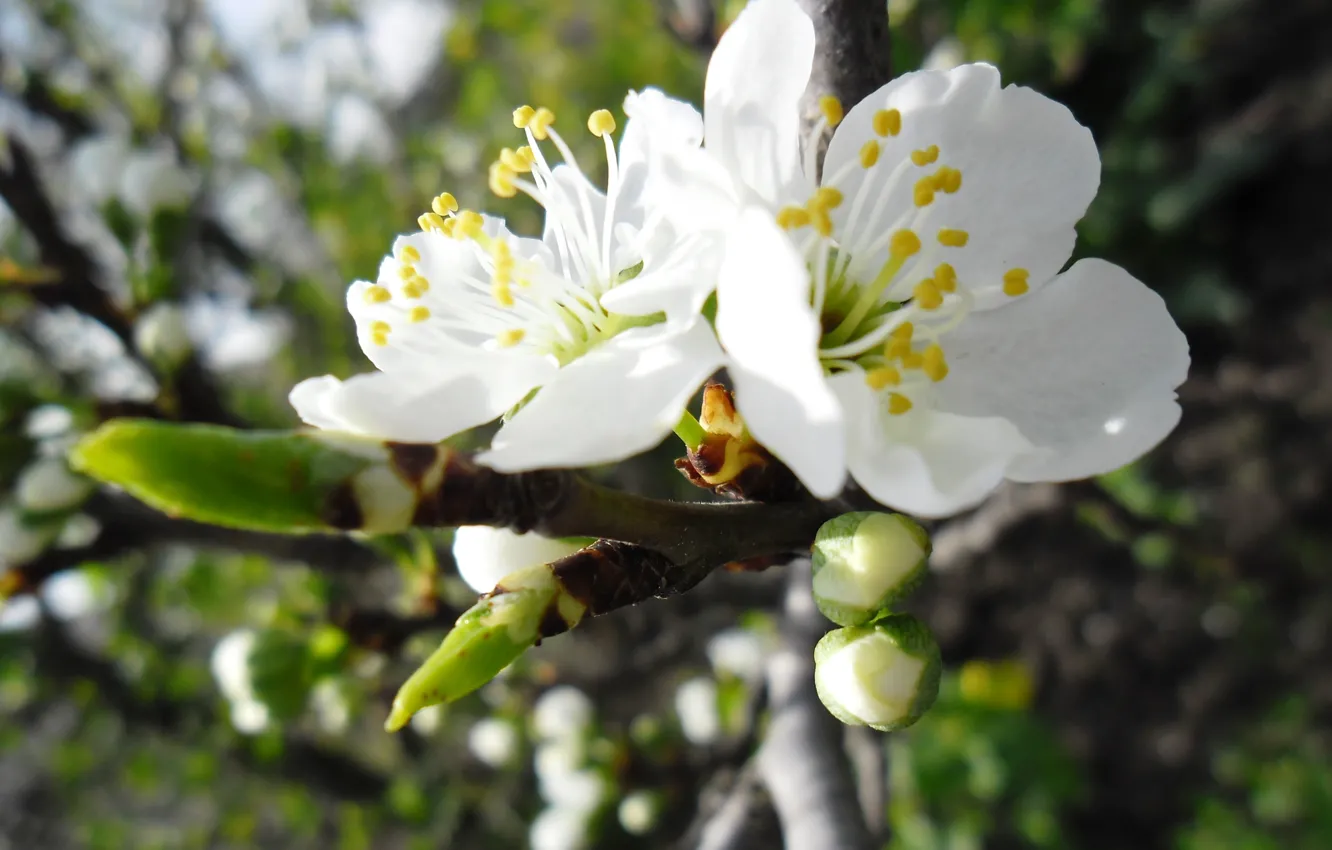 Photo wallpaper white, the sky, flowers, spring, Apple