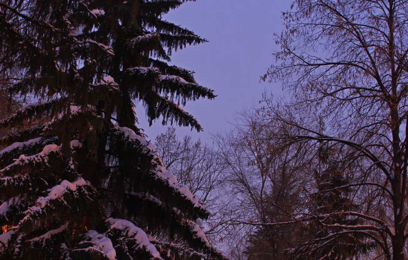 Photo wallpaper winter, the sky, snow, trees, nature, morning, Russia, twilight