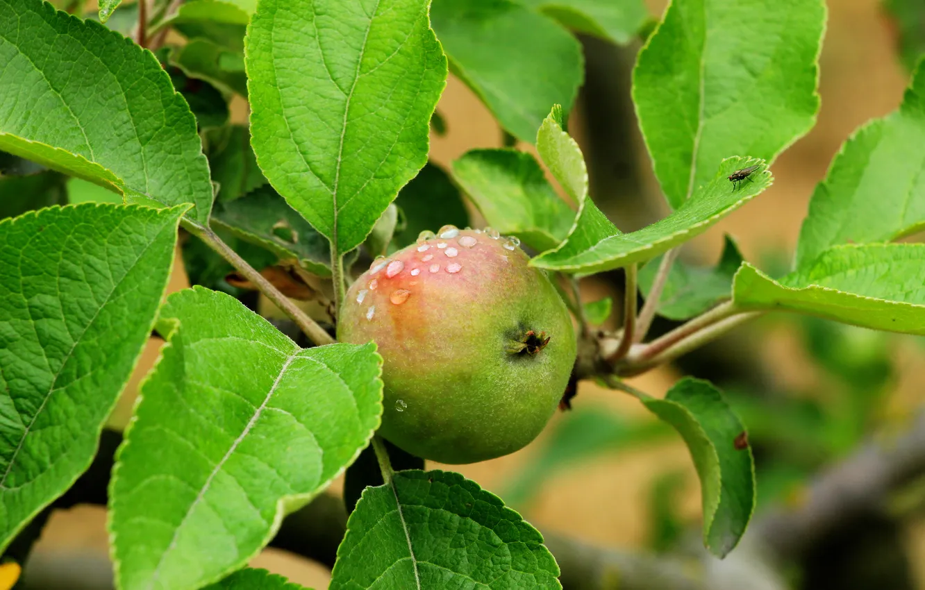 Photo wallpaper apple, fruit, twig