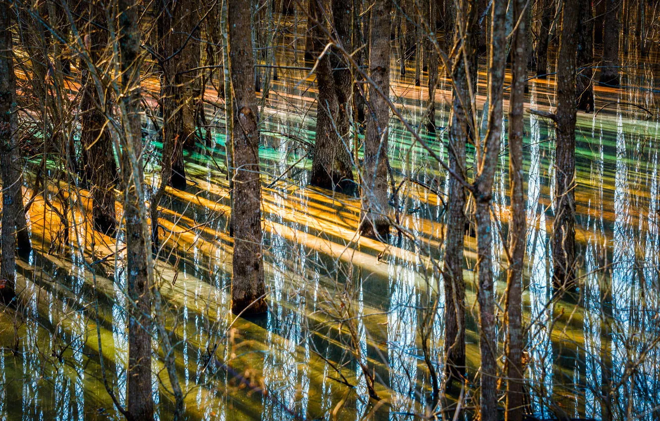 Photo wallpaper trees, reflection, dawn, swamp