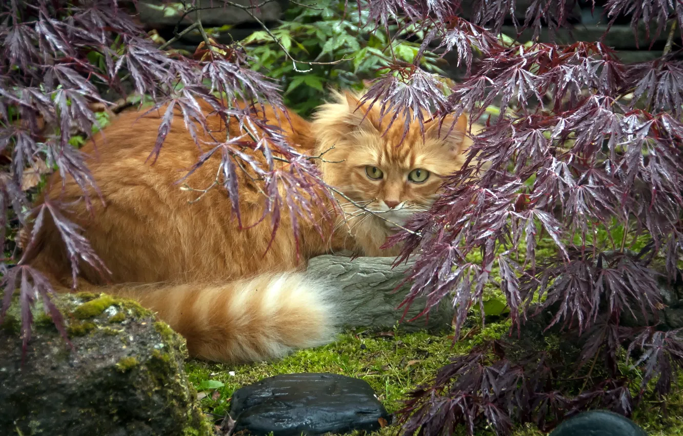 Photo wallpaper cat, look, nature