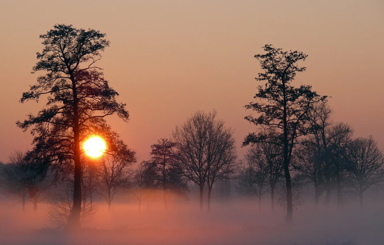 Photo wallpaper forest, the sun, trees, fog, dawn, dal, plain