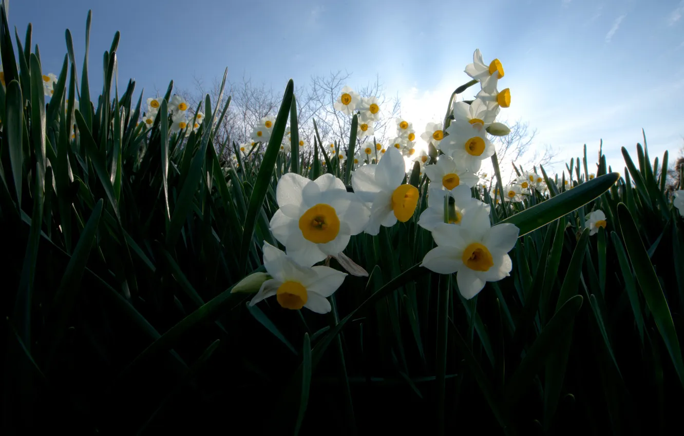 Photo wallpaper leaves, flowers, a lot, daffodils