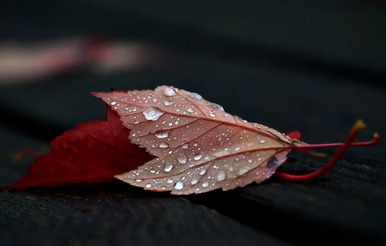 Photo wallpaper autumn, leaves, nature