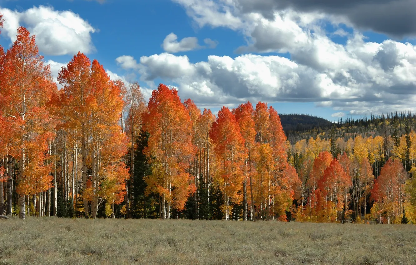 Photo wallpaper field, autumn, the sky, trees, hills