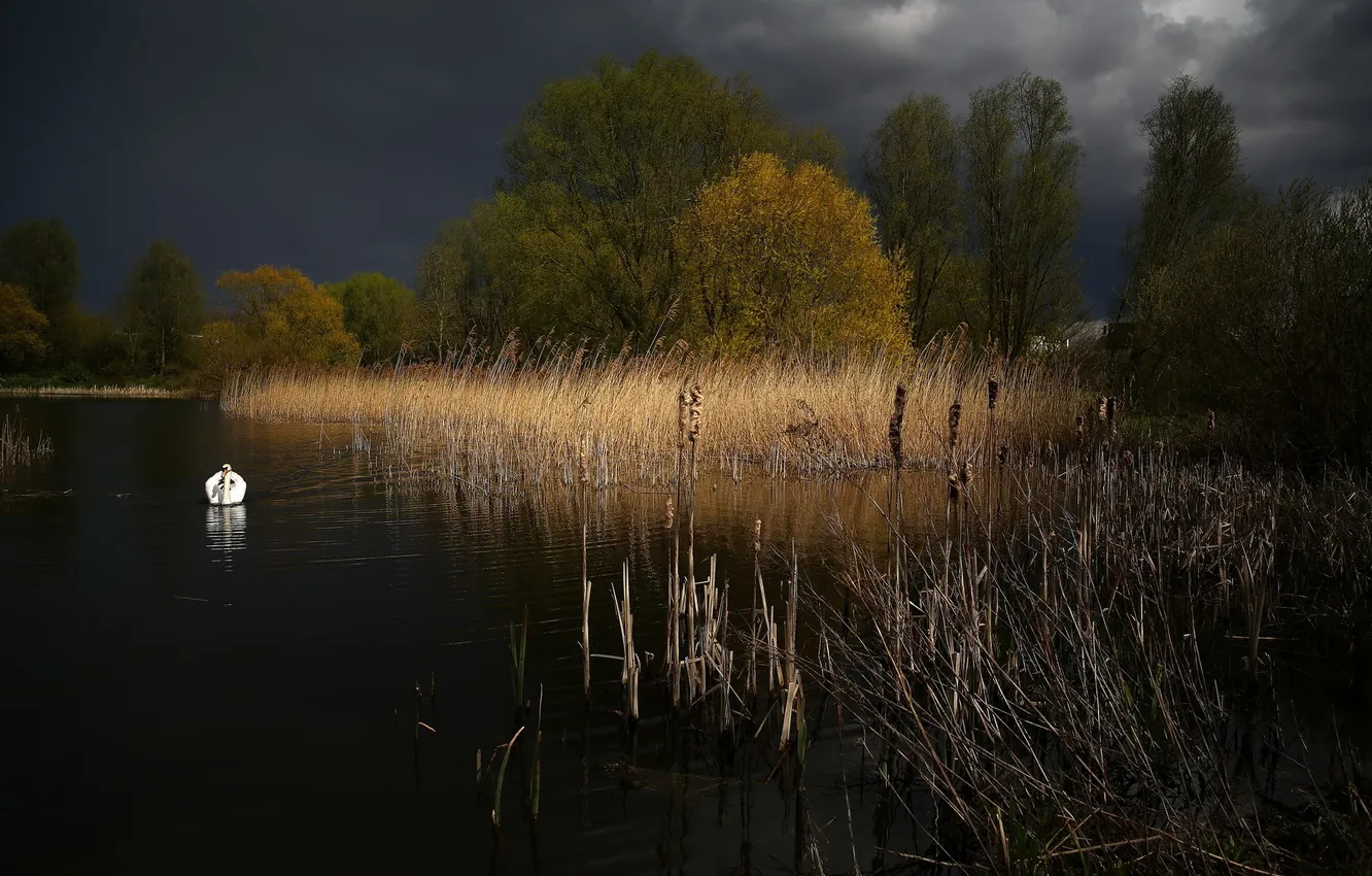 Photo wallpaper landscape, lake, swans