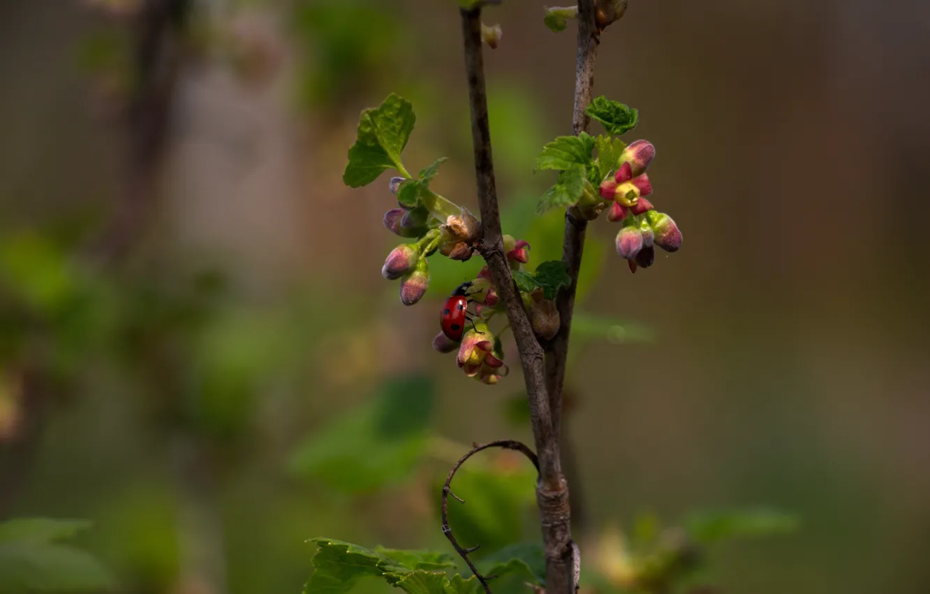 Photo wallpaper branches, green leaves, foliage, ladybug, currants, flowers currant