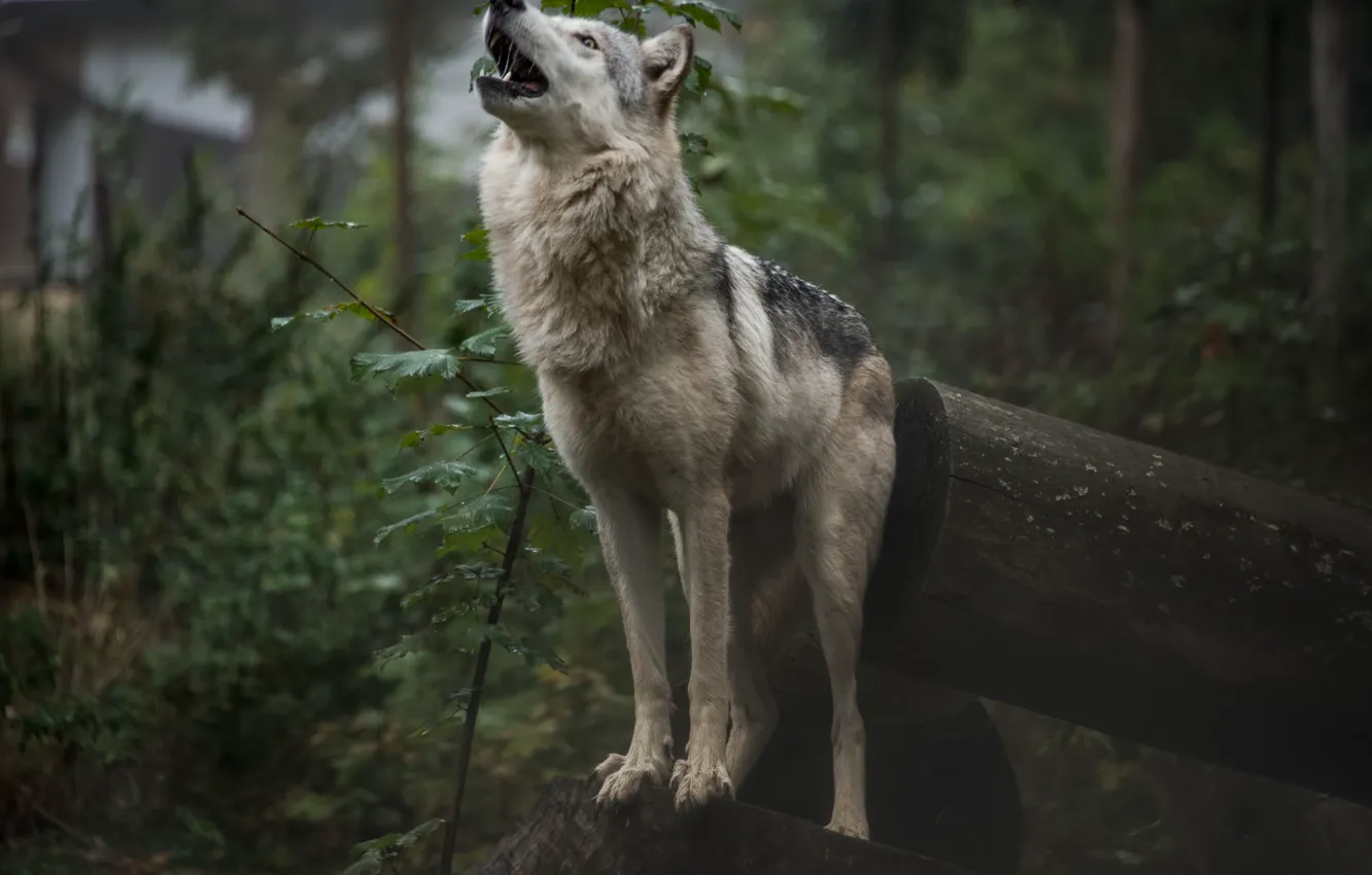 Photo wallpaper forest, nature, wolf, howling, by fall-cherubim