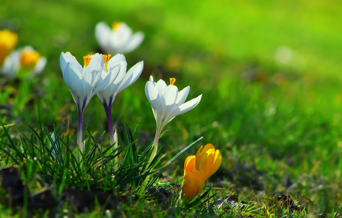 Photo wallpaper flower, spring, Crocus