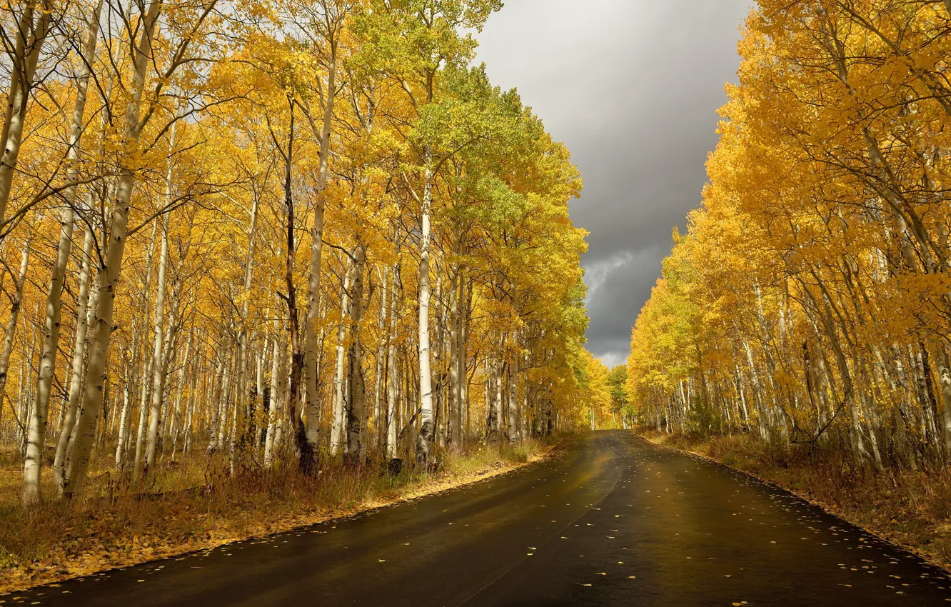 Photo wallpaper road, autumn, birch