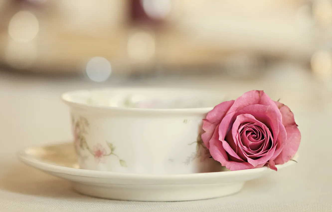 Photo wallpaper rose, Cup, Elegance