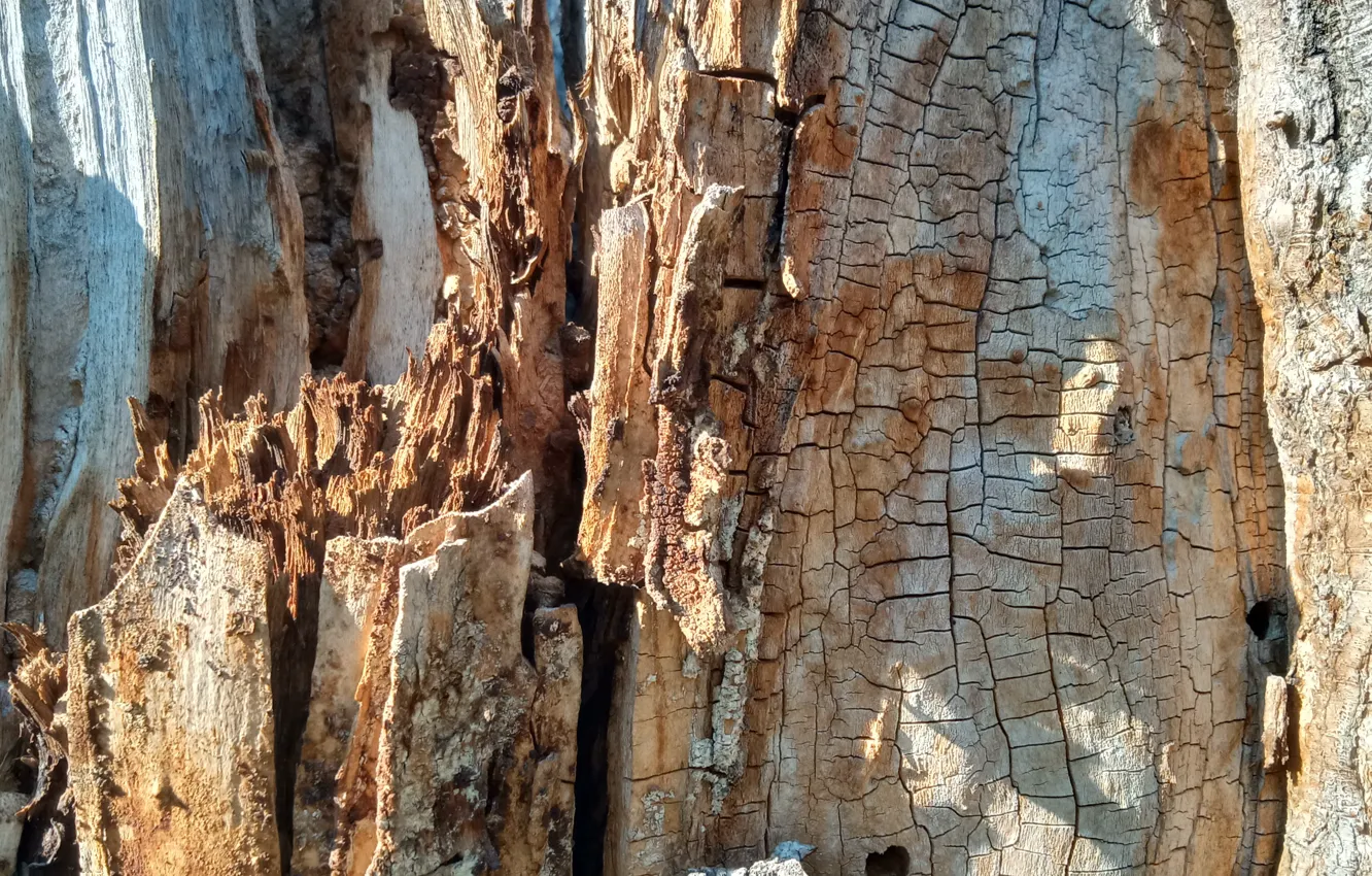 Photo wallpaper trees, trash, wood texture