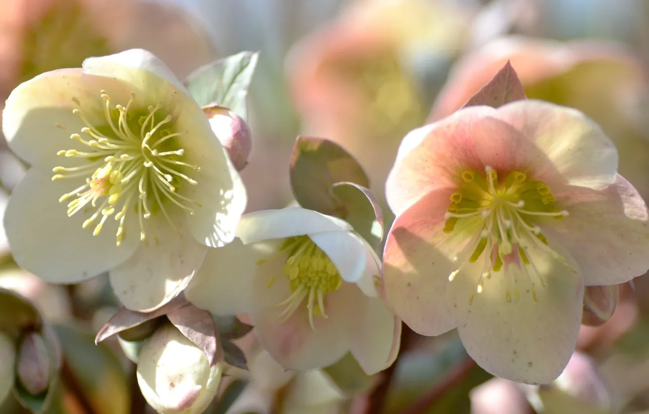Photo wallpaper flowers, white, hellebore, Helleborus