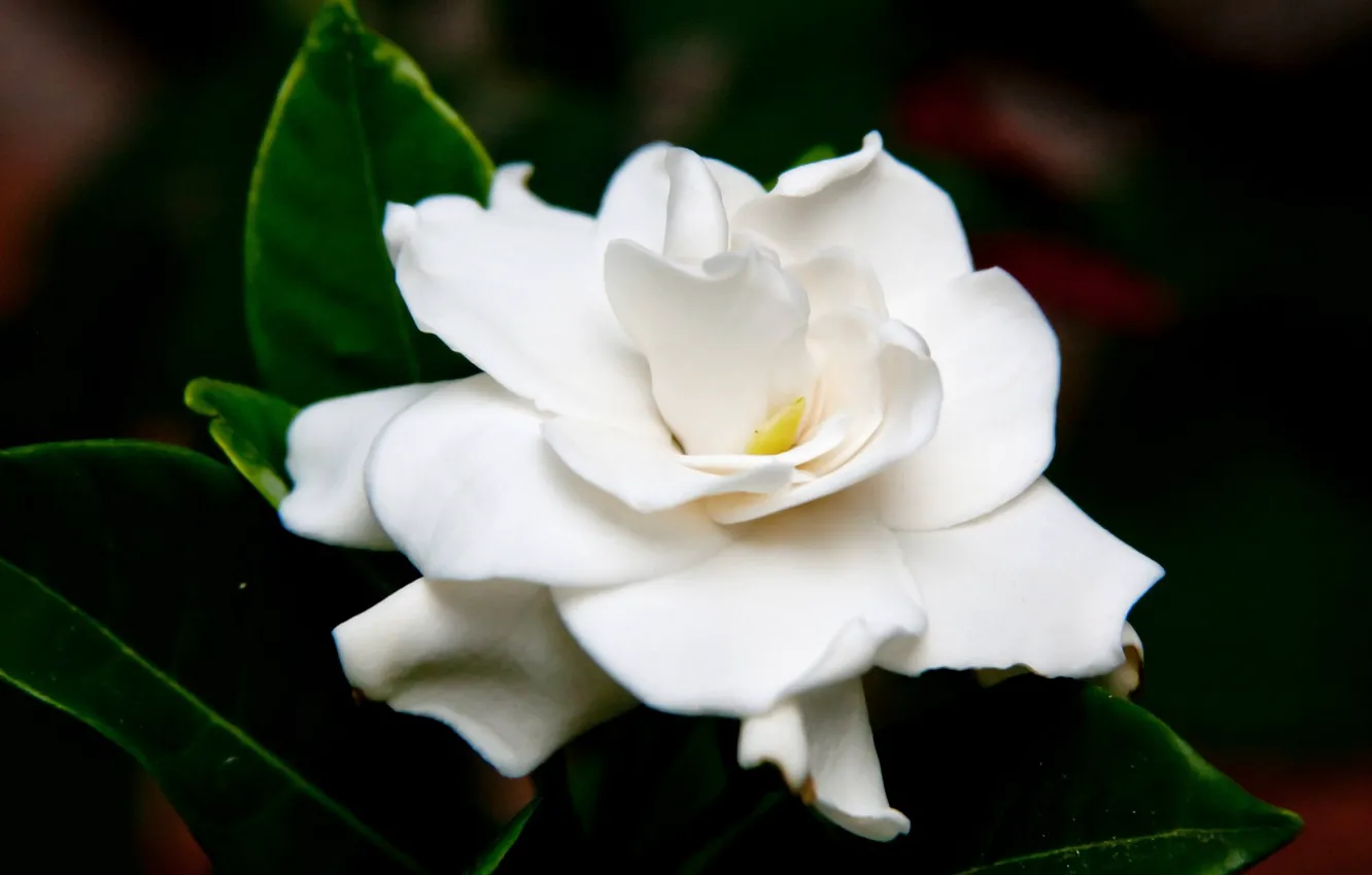 Photo wallpaper close-up, white flower, pride