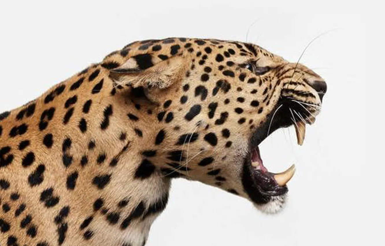 Photo wallpaper Jaguar, cat, animal, wildlife, big cat