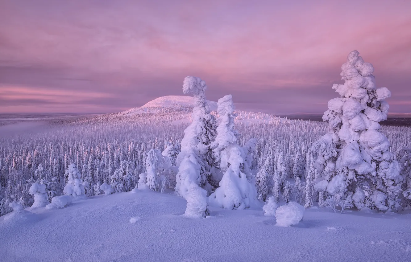 Photo wallpaper winter, forest, snow, trees, Finland, Lapland
