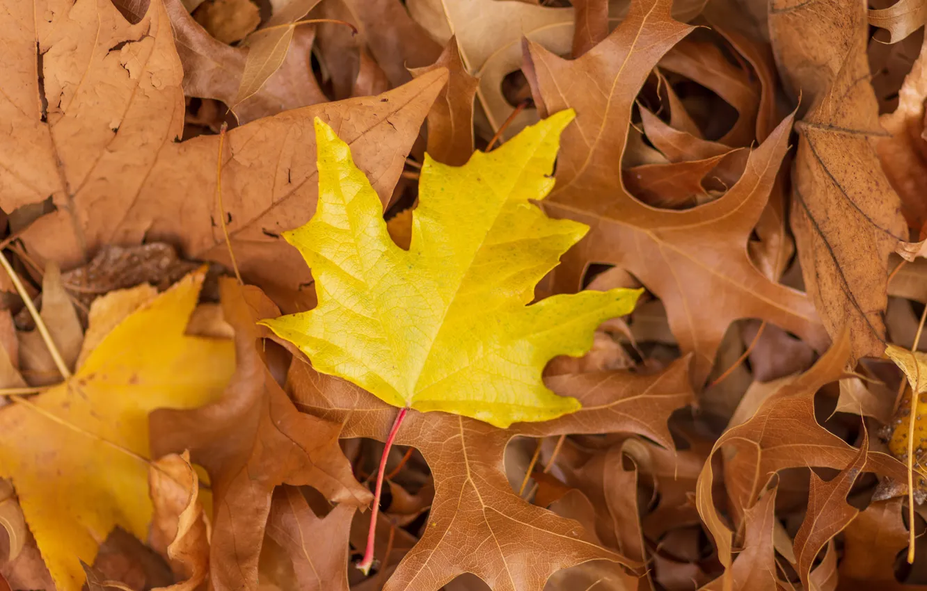 Photo wallpaper autumn, leaves, background, colorful, maple, yellow, autumn, leaves