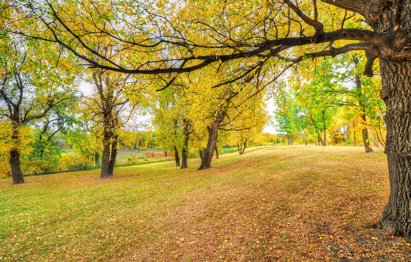 Photo wallpaper autumn, grass, leaves, trees, Park
