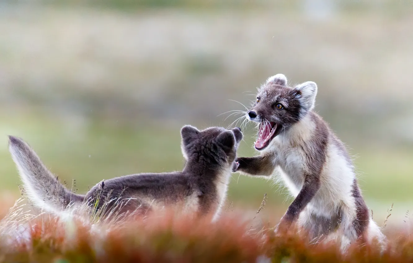 Photo wallpaper the game, two, pair, Fox