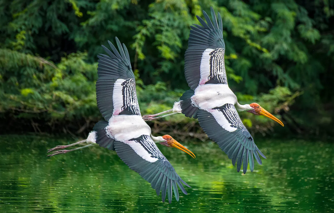 Photo wallpaper flight, bird, pair, stork, pond, indian beak, indian beaks