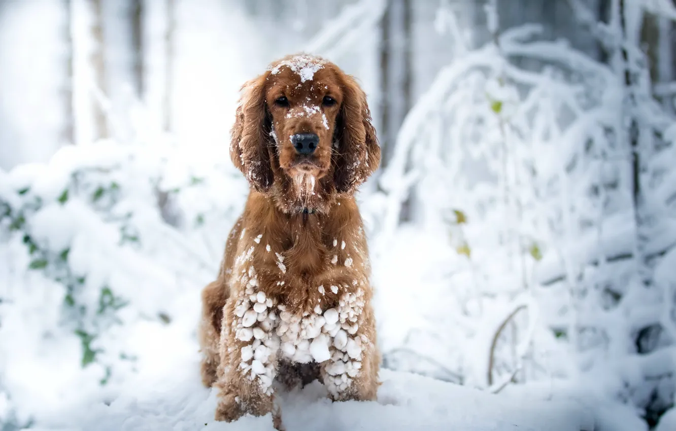 Photo wallpaper winter, each, dog