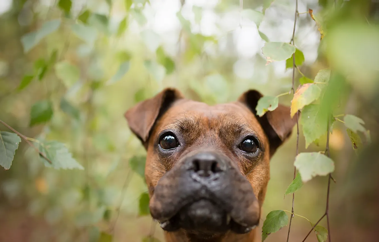 Photo wallpaper look, background, dog