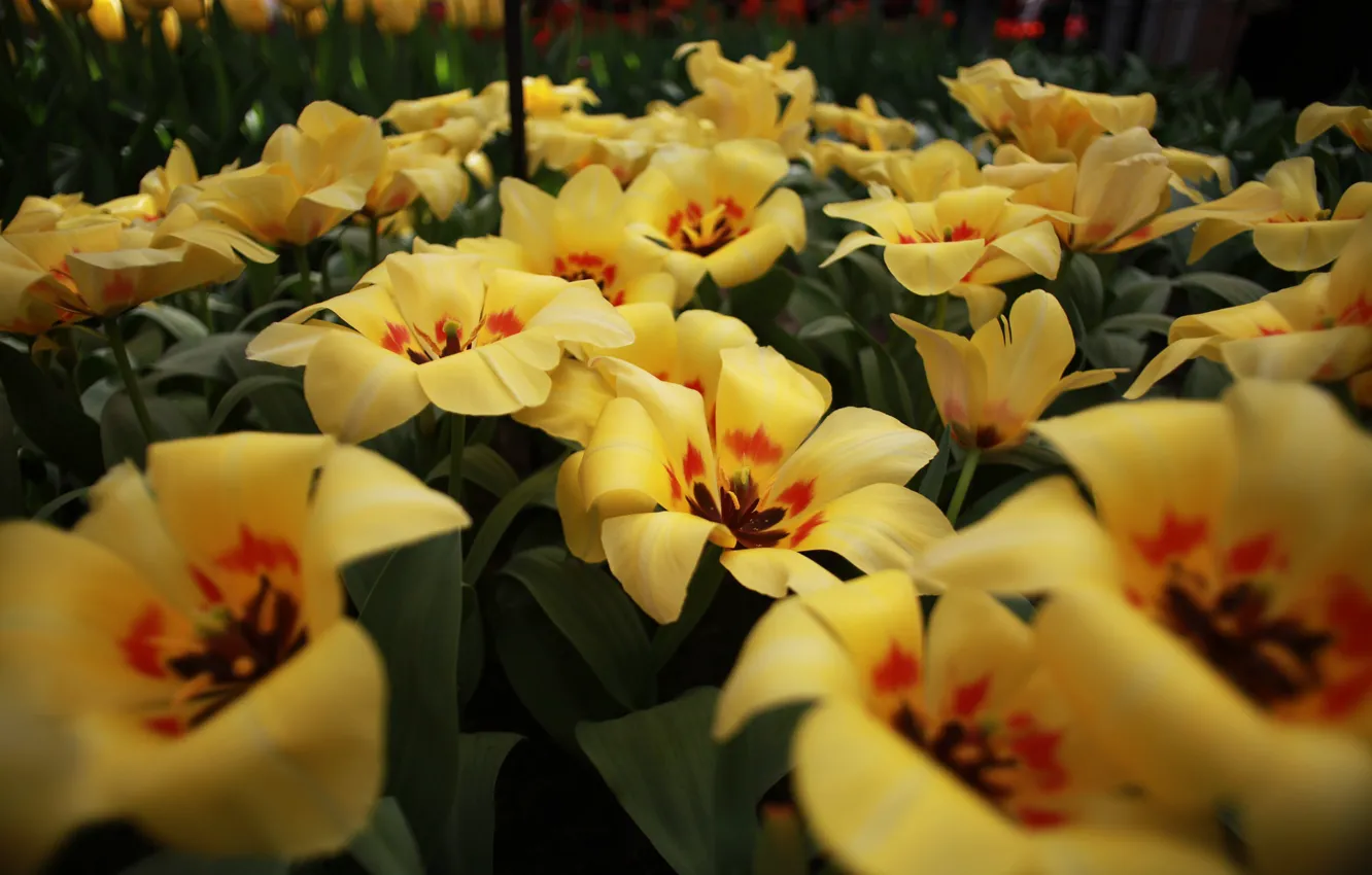 Photo wallpaper flowers, color, tulips, flowering