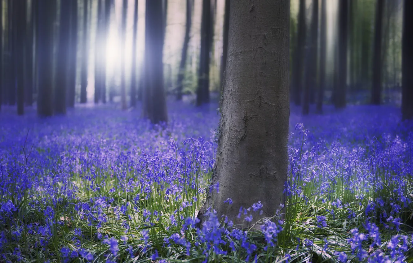 Photo wallpaper forest, the sun, trees, flowers, blue, sunrise, spring, morning