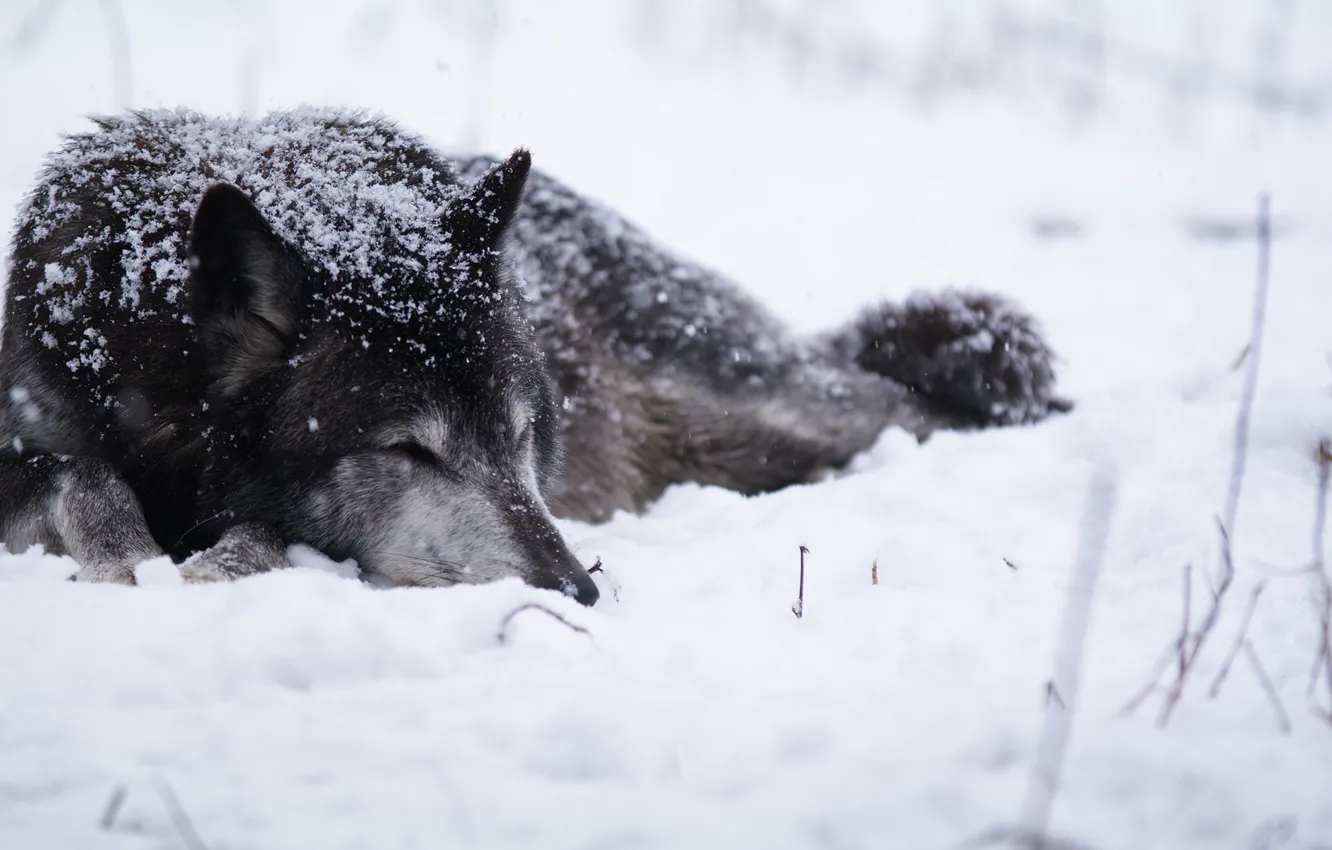 Photo wallpaper cold, snow, Wolf