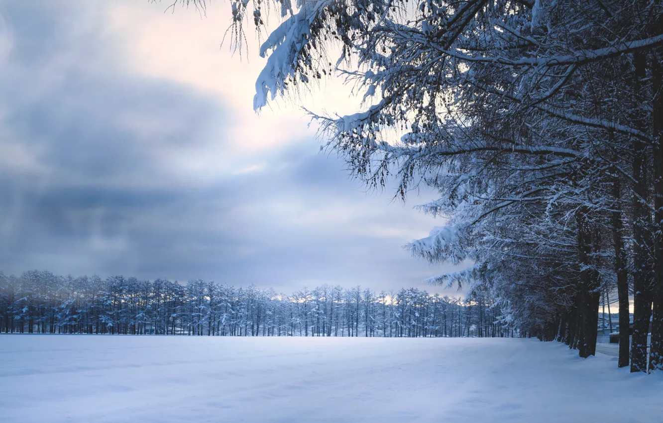 Photo wallpaper winter, frost, field, forest, the sky, clouds, snow, trees
