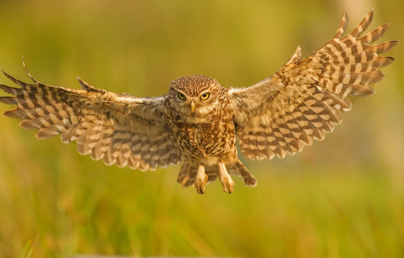 Photo wallpaper owl, bird, wings, flight, owl, The little owl