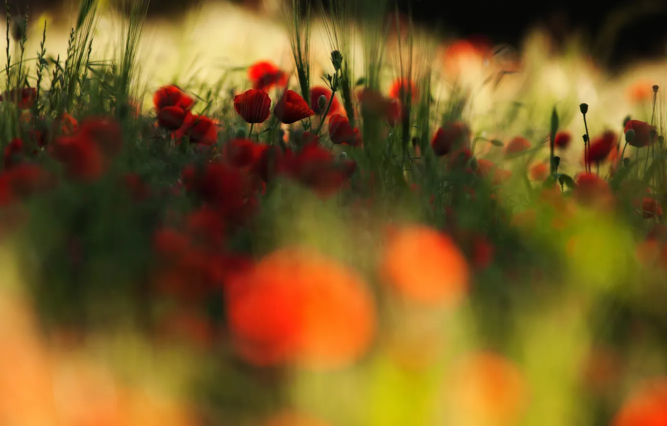 Photo wallpaper field, macro, red, plant, Maki