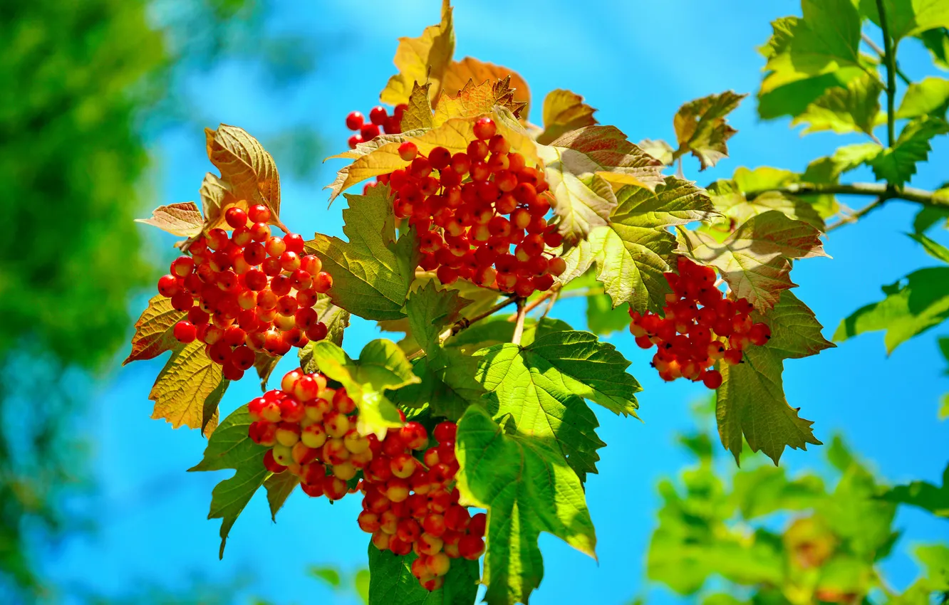 Photo wallpaper the sky, leaves, branches, berries