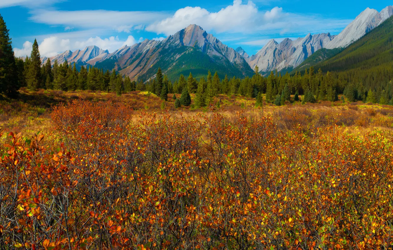 Photo wallpaper autumn, forest, the sky, grass, leaves, trees, mountains, meadow