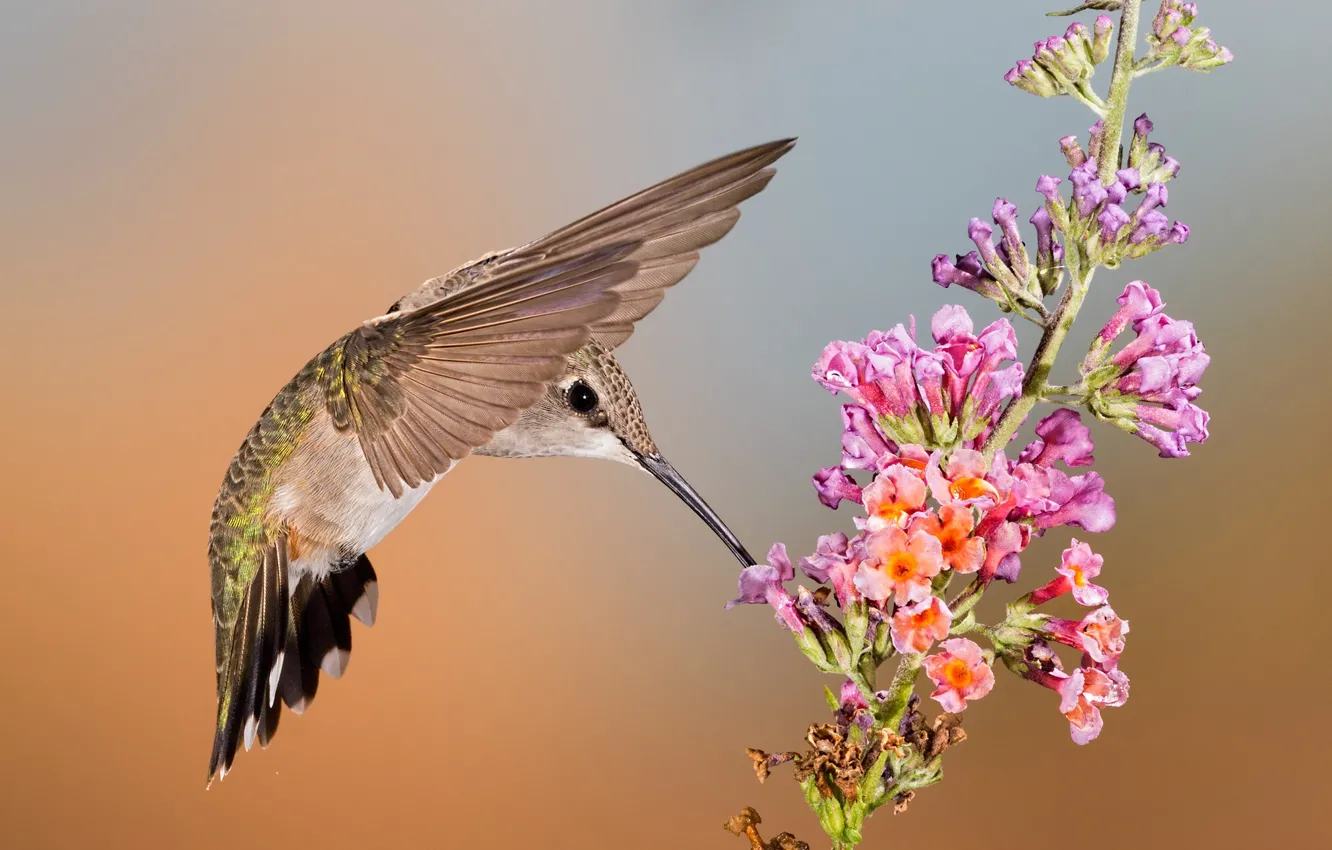 Photo wallpaper flower, bird, wings, beak, Hummingbird, female, Montenegro archilochus