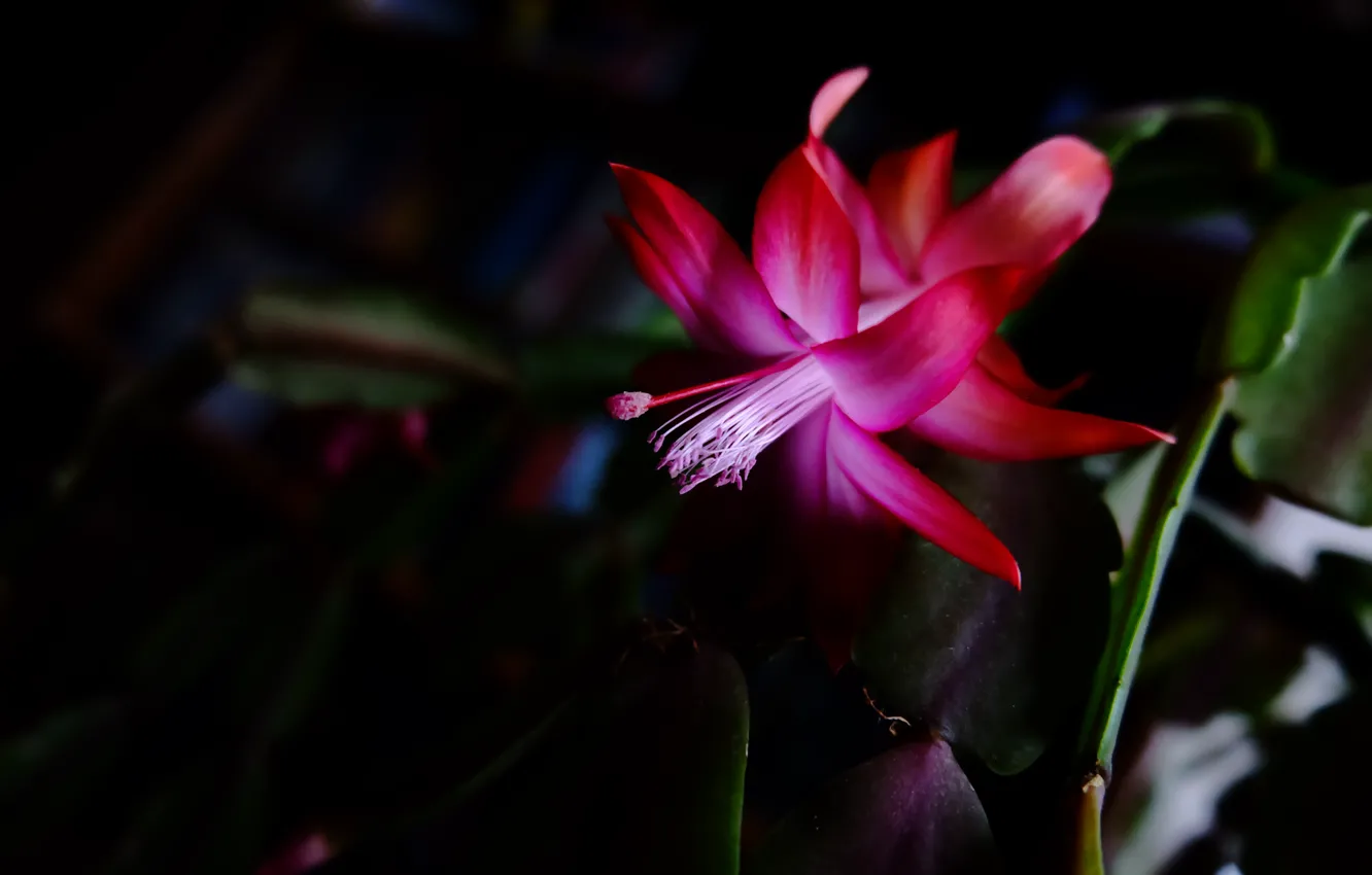 Photo wallpaper purple, macro, flowers, petals, black background, Decembrist