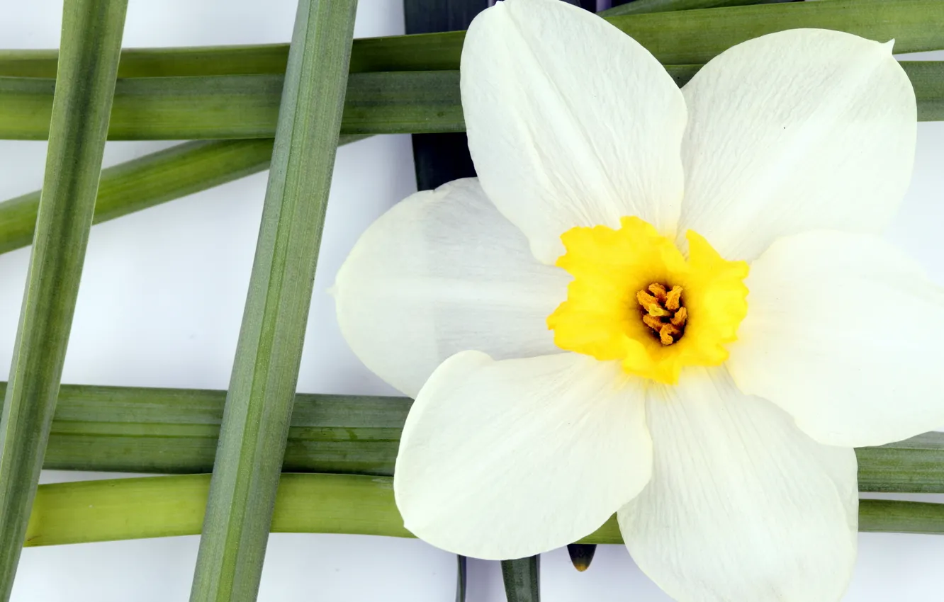 Photo wallpaper flower, flowers, mesh, yellow, green, white petals, steibel