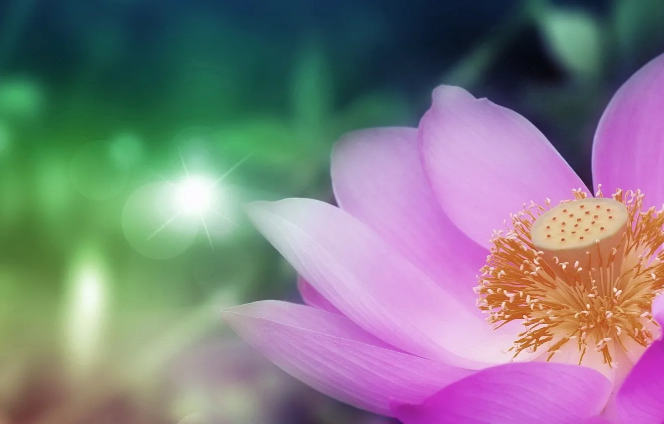 Photo wallpaper flower, nature, lotus