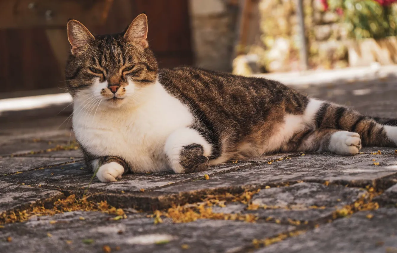 Photo wallpaper cat, the city, street, lies, happy