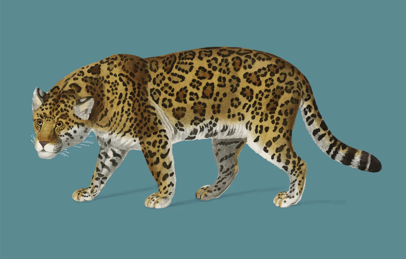 Photo wallpaper predator, art, Jaguar, big cat, spotted cat