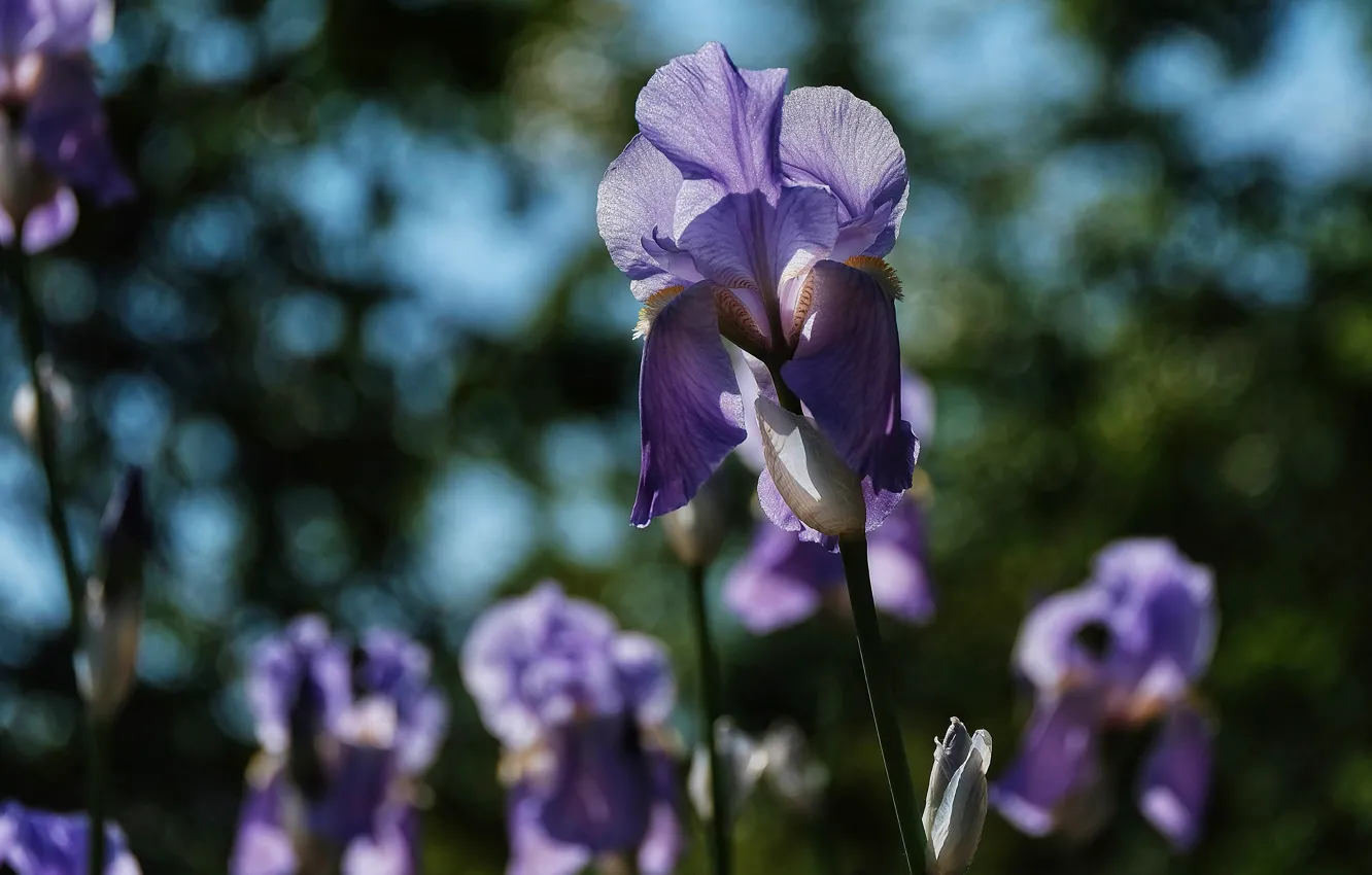 Photo wallpaper flowers, lilac, bokeh, iris