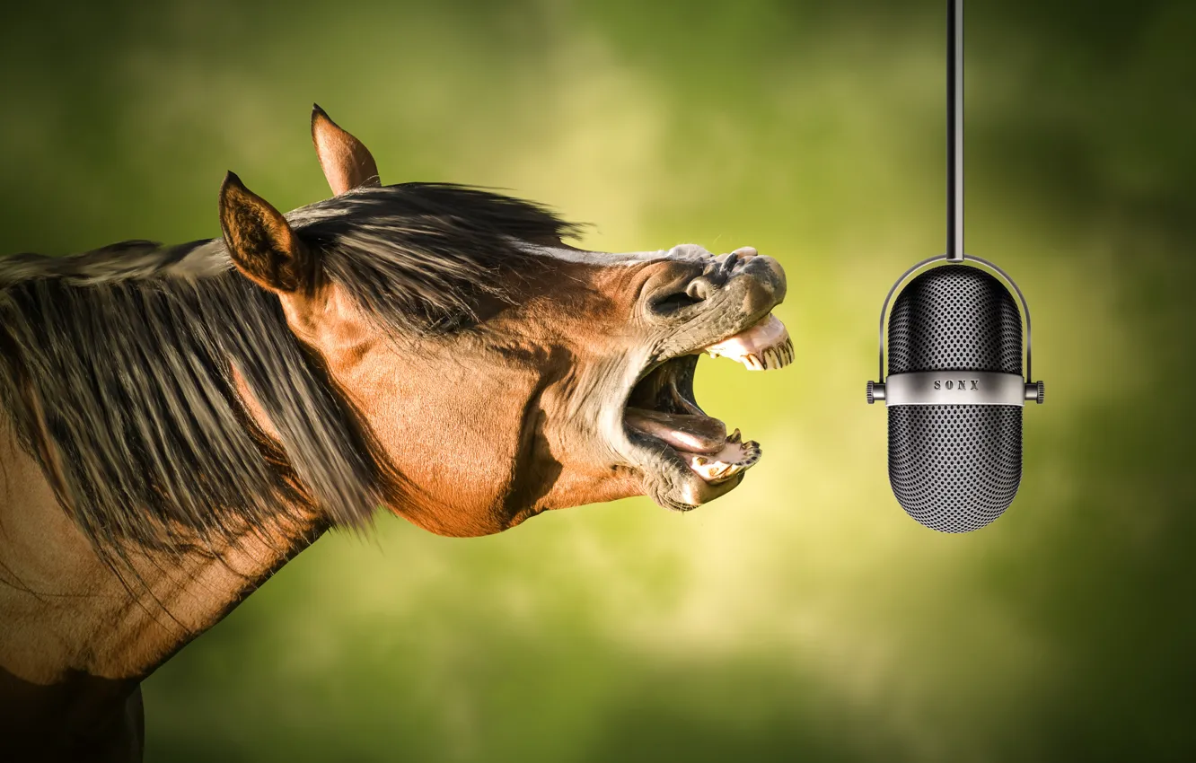 Photo wallpaper horse, microphone, singing