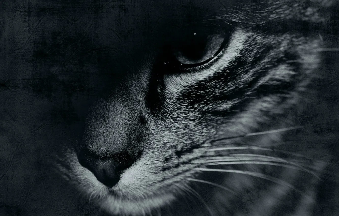 Photo wallpaper cat, mustache, face, eyes, background, widescreen, Wallpaper, black and white
