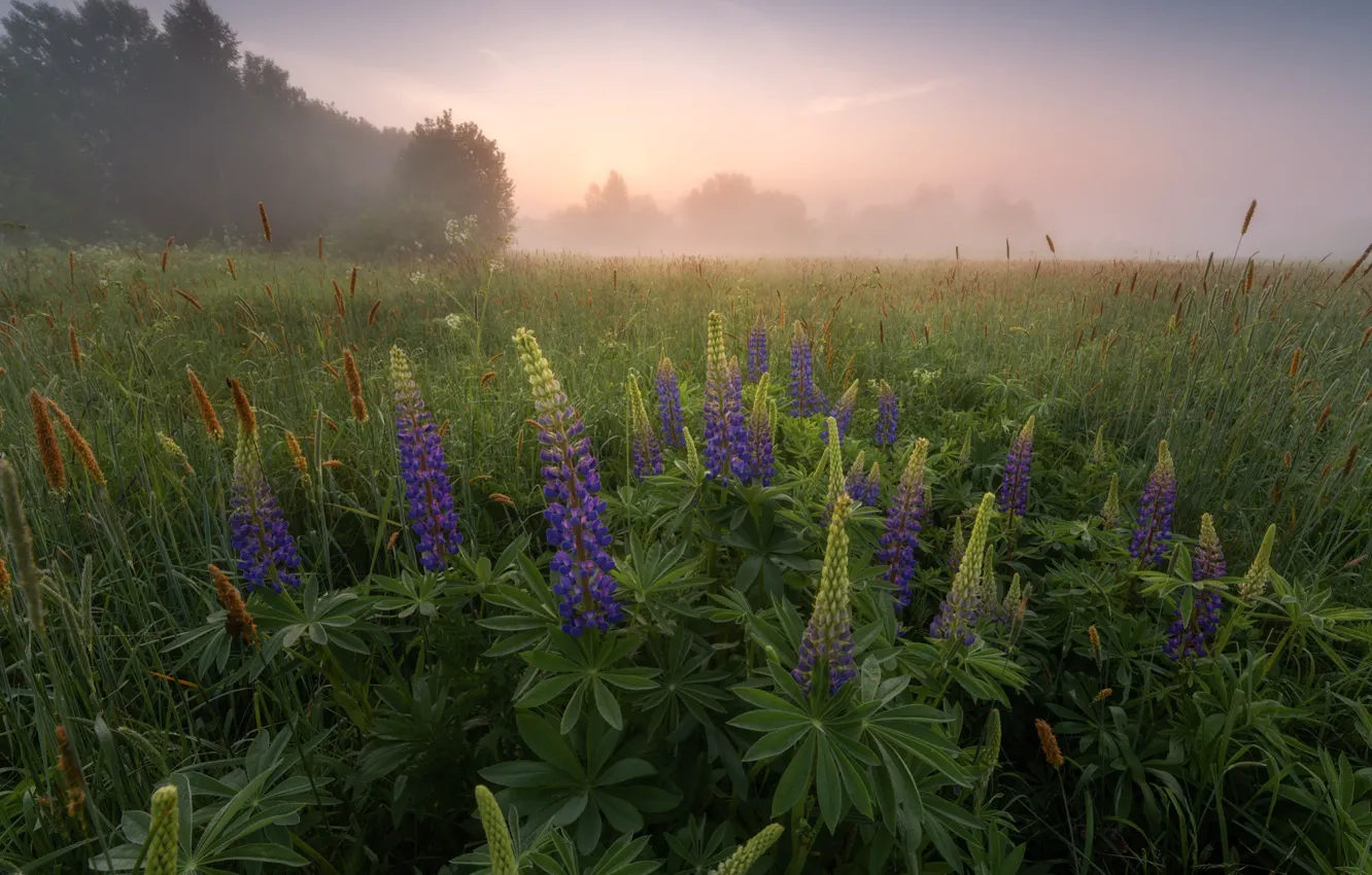 Photo wallpaper fog, morning, meadow, Lupin