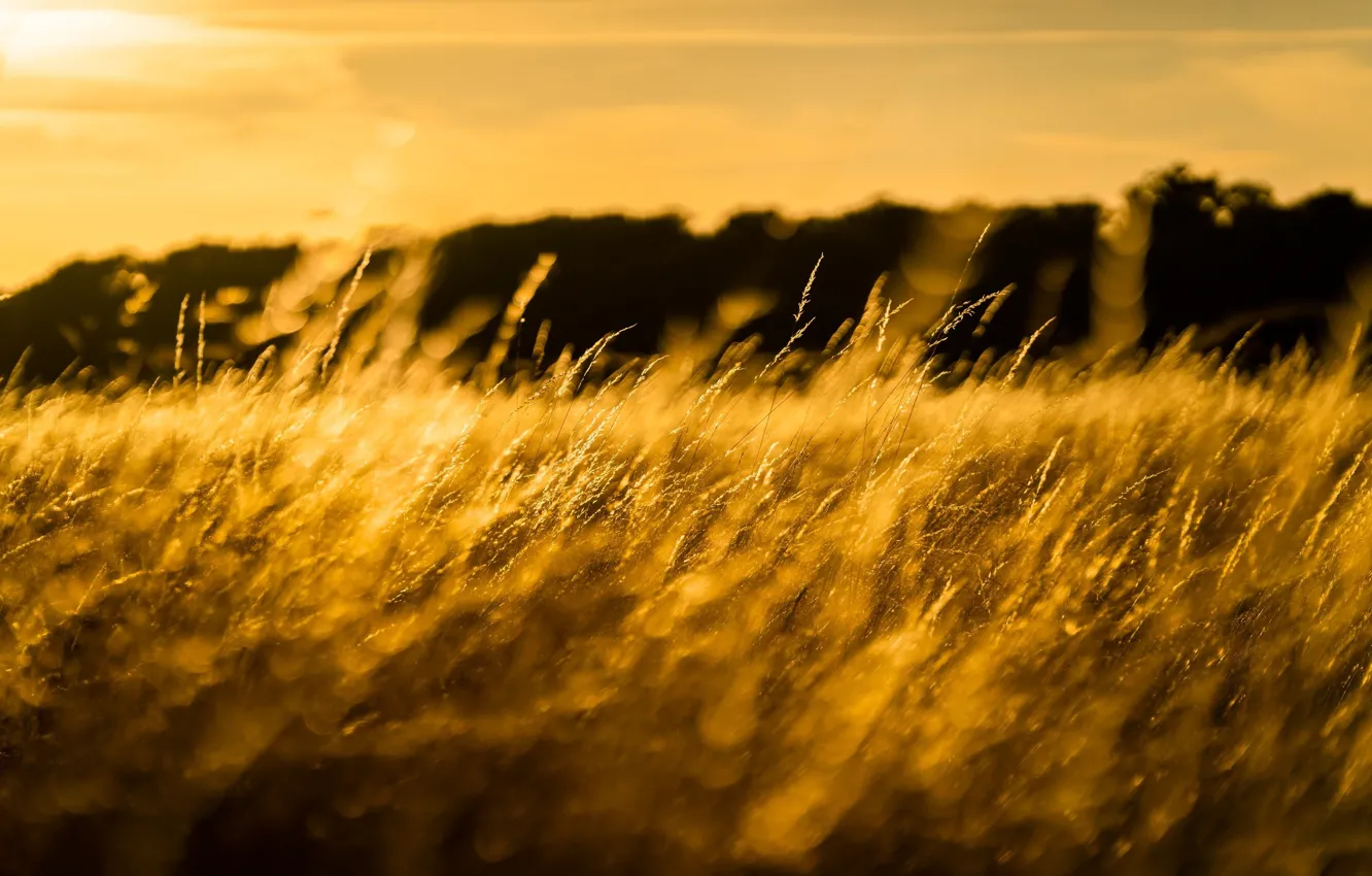 Photo wallpaper field, grass, the sun, macro, light, spikelets, meadow, gold