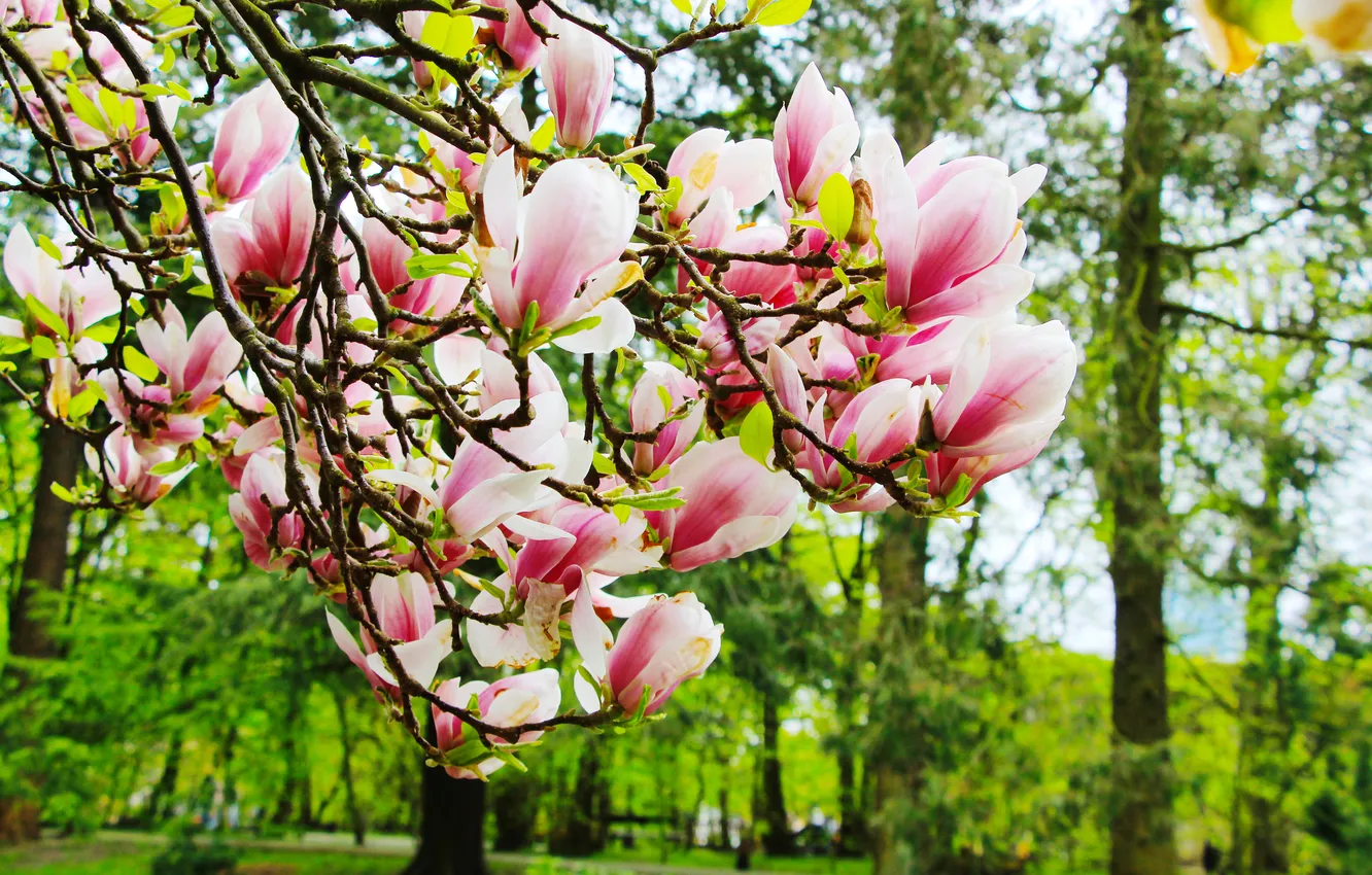 Photo wallpaper flower, magnolia, twig